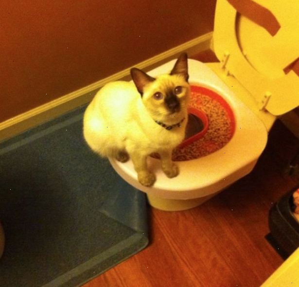 Hoe je zindelijk uw kat. Verplaats kattenbak van de kat, zodat het vlak naast het toilet is geplaatst.