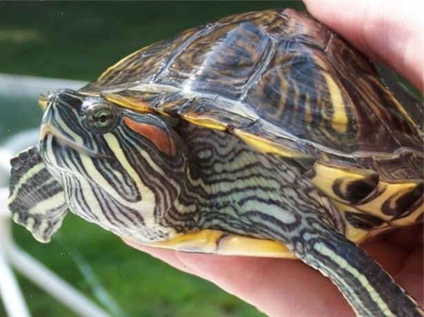 Hoe de zorg voor een roodwang schildpad. Ontdek alles wat je kunt over rode eared schildpadden voordat u besluit om een host in uw huis.