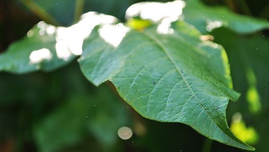Hoe zich te ontdoen van gif klimop planten. Herkennen poison ivy.