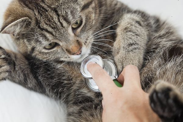 Hoe je diarree van uw kat te stoppen. Veranderen hun voedsel.