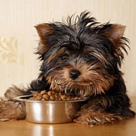 Hoe je gezond hondenvoer kiezen. Begrijp dat misschien wel, de beste verhoudingen voor het dieet van een gezonde hond zijn ongeveer 50% vlees, 50% groenten, en geen graan, tarwe, of andere goedkope vulstoffen.