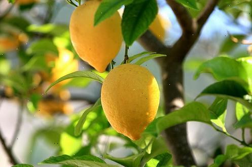 Hoe te citrusvruchten groeien. Kies een locatie voor uw boom.