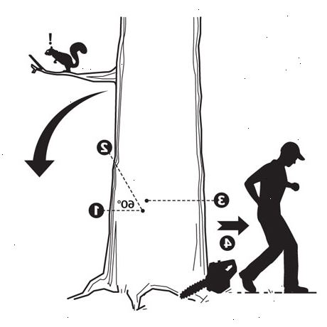 Hoe maak je viel een boom. Beoordeel de algemene conditie van de boom.