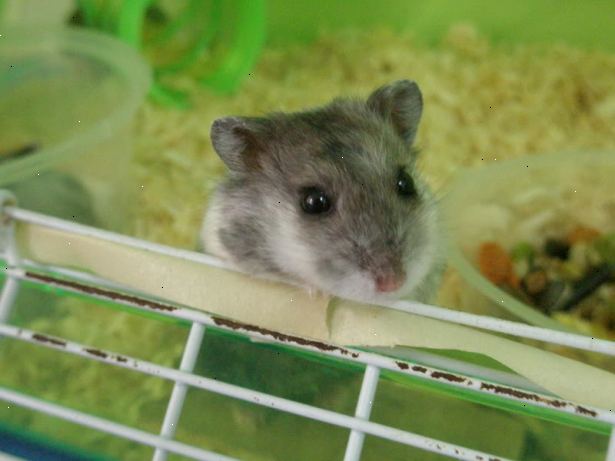 Hoe kunt u uw hamster een bad te geven. Begrijp dat je hamster nooit een bad moet nodig!