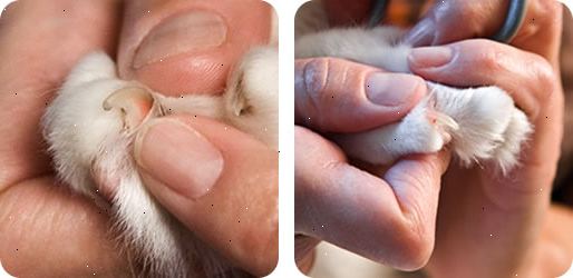 Hoe u uw kat de nagels knippen. Inspecteer de nagels.