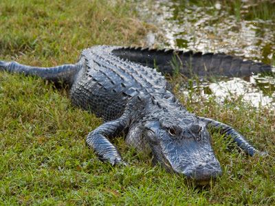 Hoe kan ik een ontmoeting met een krokodil of alligator overleven