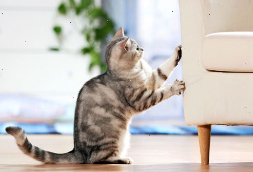 Hoe maak je een kat te stoppen krabben meubels. Waarderen het doel van krassen of krabben.