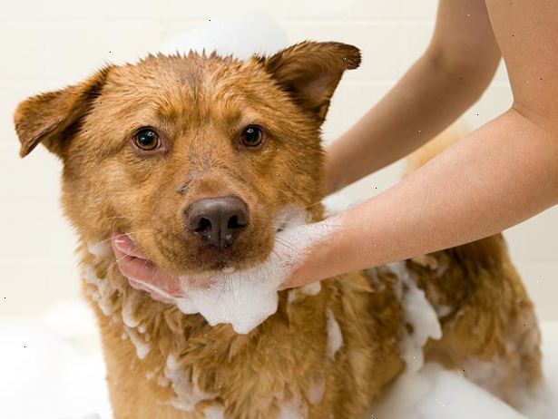 Hoe maak je een kleine hond een bad geven. Verzamel de materialen die u nodig hebt, zodat u alles dicht bij de hand.