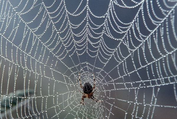 Hoe zich te ontdoen van spinnenwebben. Controleer voor levende spinnen of insecten in of rond het web.
