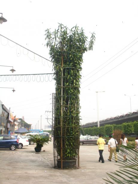 Hoe verzorg lucky bamboo nemen. Om te beginnen, moet je een plant nodig heeft.