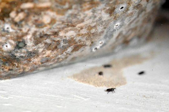 Hoe zich te ontdoen van snuitkevers (meel bugs)