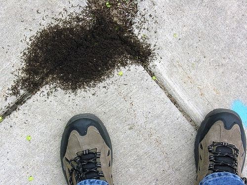 Hoe je mieren te doden zonder pesticiden. Maak een mier killer of afschrikking met behulp van een gemeenschappelijke huishouding post.