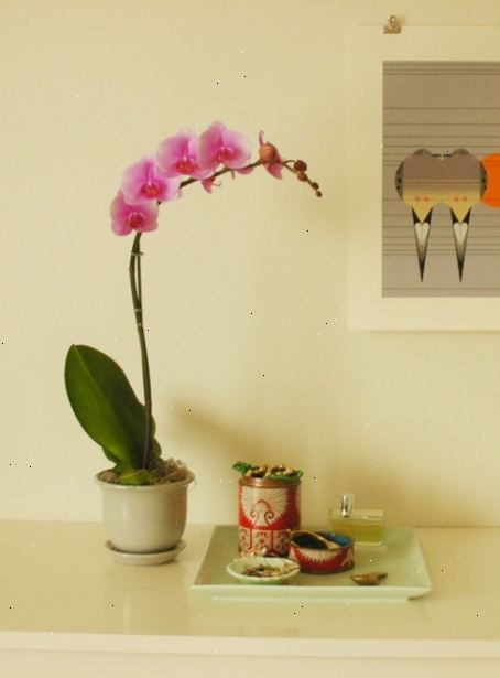 Hoe de zorg voor orchideeën. Vind de juiste orchidee voor uw huis.