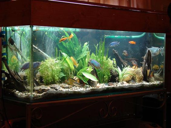 Hoe kunt u uw aquarium maken er professioneel ontworpen