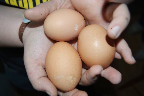 Hoe om kippen te houden van het eten van hun eigen eieren. Als u nog steeds gebroken eieren te vinden, en als u een andere kooi, zet dan de ene die je denkt aten het ei daar met een plastic easter egg gevuld met eidooiers en eiwitten.