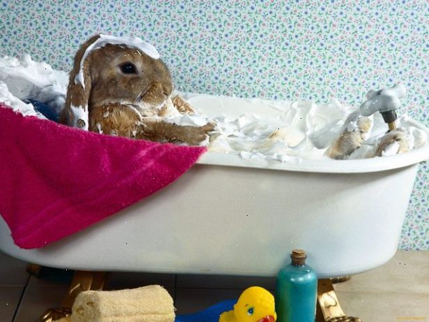 Hoe kunt u uw huisdier konijn in bad. Verzamel uw leveringen.
