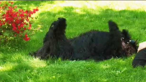 Hoe u uw hond te leren om te spelen dood op commando. Laat uw hond zitten op een comfortabele omgeving, zoals een tapijt of zachte, vlakke gras.