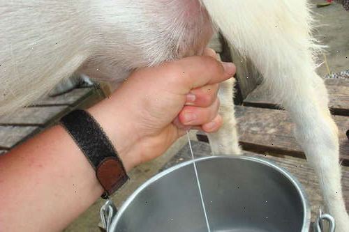 Hoe maak je een geit melken met de hand. Bereid de graan en melk emmer.