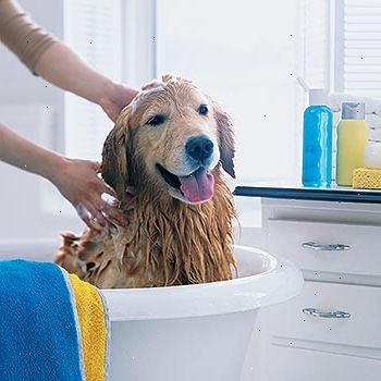 Hoe maak je een hond te wassen. Bereid uw werkruimte.
