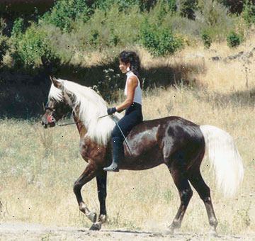 Hoe maak je een paard zonder zadel rijden. Trachten de begeleiding van een ervaren ruiter of instructeur om uw uitstapje begeleiden in bareback riding.