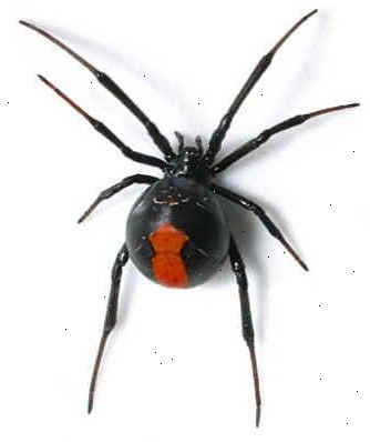 Hoe maak je een giftige spin te doden. Raak niet in paniek en rennen gillend naar de andere kamer, het is belangrijk om te weten waar de spin is.