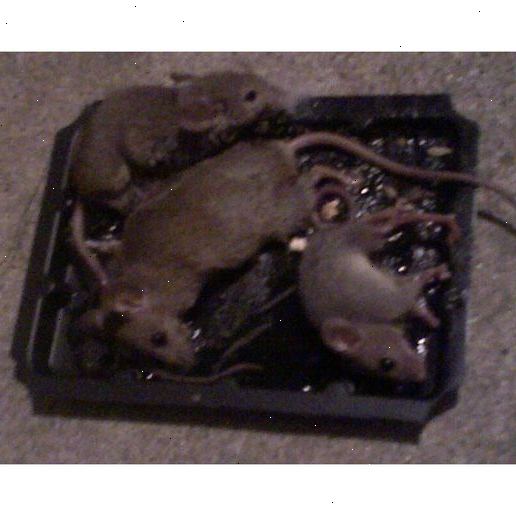 Hoe maak je een levende muis van een vangplaat verwijderen. Aanschaffen vangplaten.