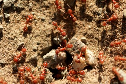 Hoe zich te ontdoen van de brand mieren. Zoek de mieren en de mierenkolonies.