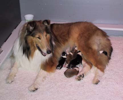 Hoe de zorg voor pasgeboren puppies. Bereid een puppy nest een week voordat het nest is te wijten, en krijgt de moeder gewend.
