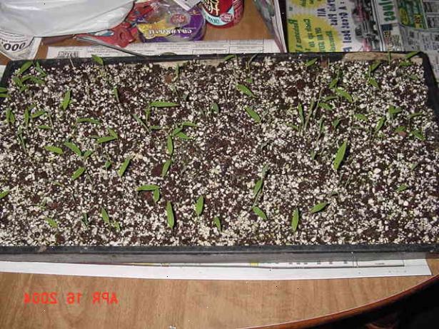 Hoe om bamboe te kweken uit zaad. Kopen of een mini-kas te maken met turf pellets als de beplanting medium.