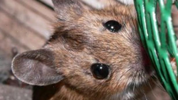 Hoe verzorg muizen nemen. Zoek een dierenarts die werkt met pocket huisdieren / exotische huisdieren.