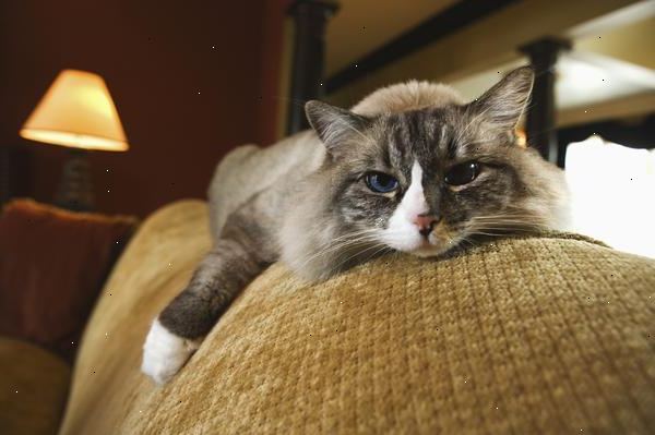 Hoe maak je huisdier een hoog gespannen kat. Zodra je de kat hebt gevonden, ga zitten op een nabijgelegen meubel of op de vloer, maar niet te dichtbij.