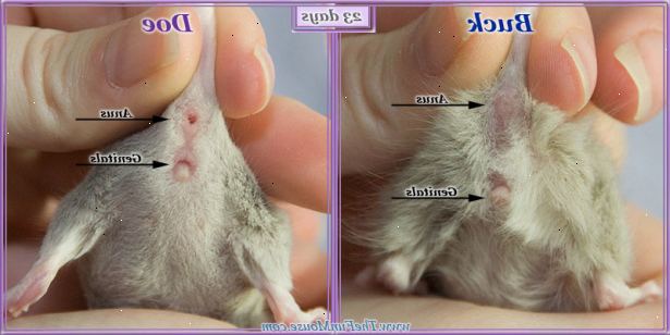 Hoe te vertellen als een muis is mannelijk of vrouwelijk. Neem de muis door het nekvel van zijn nek, en zet de muis op zijn rug.