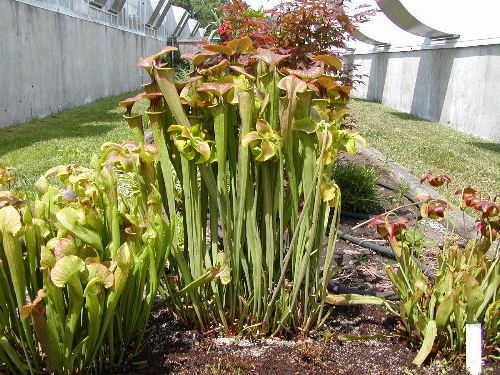 Hoe te pitcher planten groeien. Onderzoek de behoeften van iedere soort.