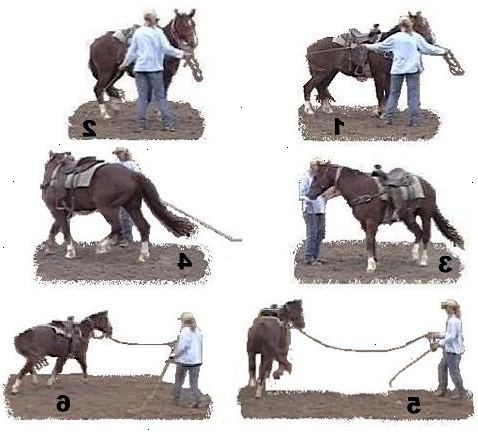 Hoe maak je longe een paard. Zoek een afgesloten ruimte voor longeren, bij voorkeur een ring of een kleine omheinde weide.