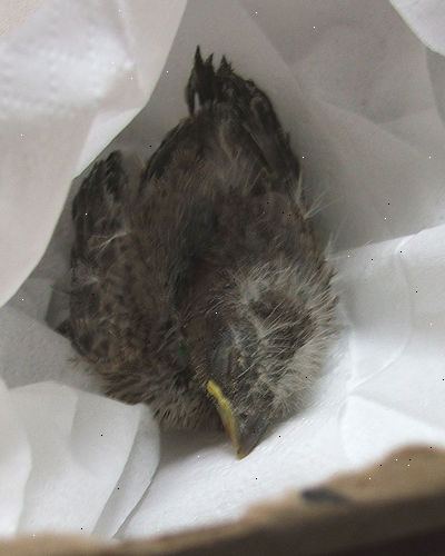 Hoe maak je een baby vogel die is gevallen uit een nest te helpen. Als je merkt dat het nest.