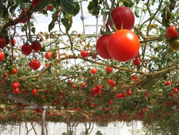 Hoe je tomaten te telen zijn kop. Het opzetten van de hanger.