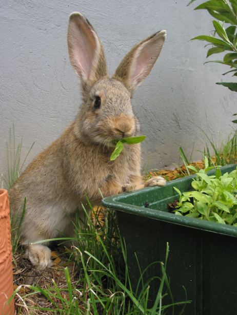 Hoe je konijnen uit biologisch houden van uw tuin. Verzamel de volgende.