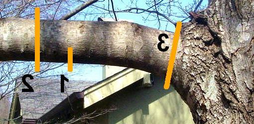 Hoe maak je een ledemaat van een boom te snijden. Deze verlaging moet worden gemaakt bij &#39;A&#39; in de afbeelding hierboven.