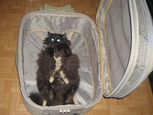 Hoe om te reizen met een kat. Als uw kat is gevoelig voor reisziekte, kopen reisziekte pillen voor katten.
