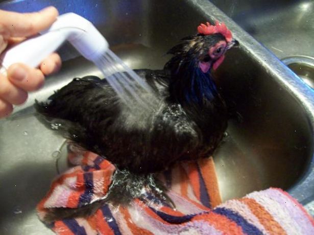 Hoe maak je een kip baden. Controleer als het een goede dag voor het reinigen van uw kippen.