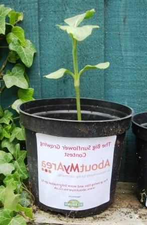 Hoe maak je een zonnebloem in een pot groeien. Kopen of te hergebruiken containers of potten die geschikt zijn voor de teelt van de zonnebloemen in zijn.