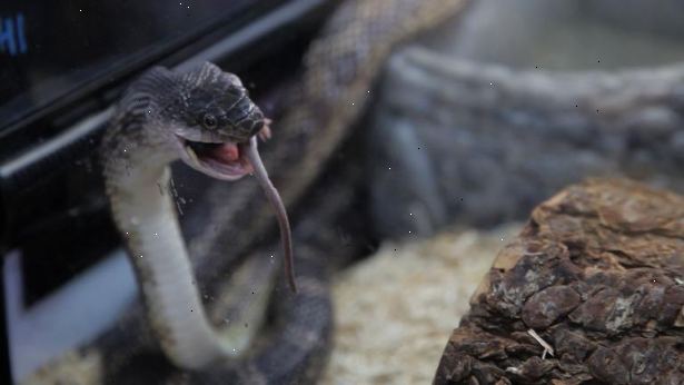 Hoe maak je een slang bevroren voedsel te voeden. Ontdooi de knaagdieren in de koelkast.
