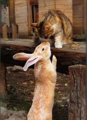 Hoe om te gaan met een ziek konijn. Wikkel de poot in een schone handdoek en oefen druk uit als je konijn heeft een bloedende nagel.