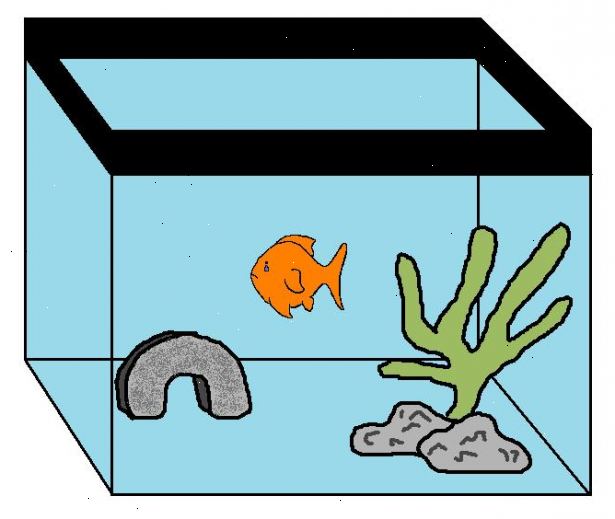Hoe maak je een goudvis wonen al tientallen jaren. Verkrijg de grootste mogelijke tank.