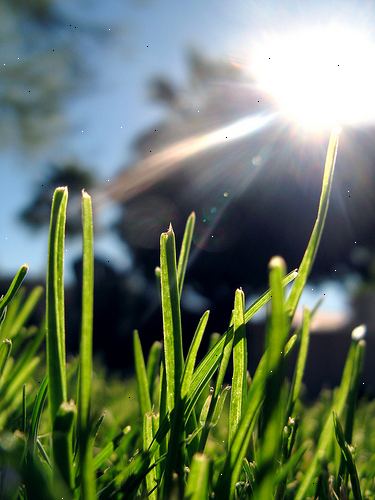 Hoe om water te besparen met een slapende gazon. Grow droogte-tolerante grassen.