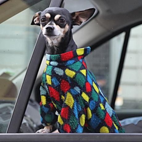 Hoe te reizen met de auto met uw hond. Vergeet niet de veiligheid eerst, als u niet beschikt over een groot raam laars in je auto, zal uw hond moeten reizen op een stoel.