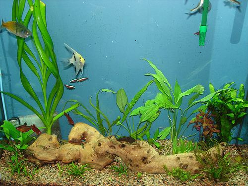Hoe kunt u uw nitraat / nitriet niveaus in uw aquarium lager