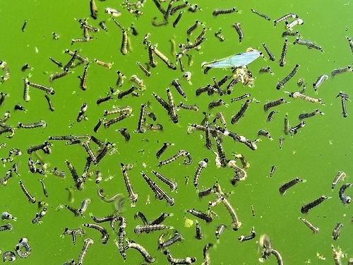 Hoe te muggenlarven voor visvoer verhogen. Zoek een emmer of plastic vat.