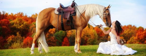 Hoe je band met je paard met behulp van natural horsemanship