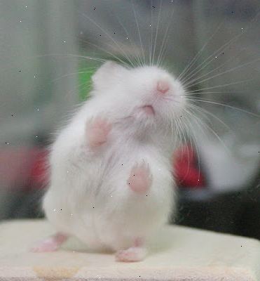 Hoe te overtuigen je ouders om je een hamster te krijgen. Onderzoek hamsters en hun gewoonten.